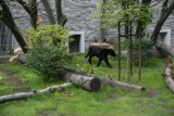 Zoo w Krakowie. Wybierz się na wiosenny spacer do ogrodu zoologicznego! Ile kosztują bilety?