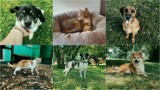 Psy i koty, które czekają na nowy dom w tarnowskim Azylu. Można odmienić ich los zabierając je do siebie lub podejmując adopcję wirtualną