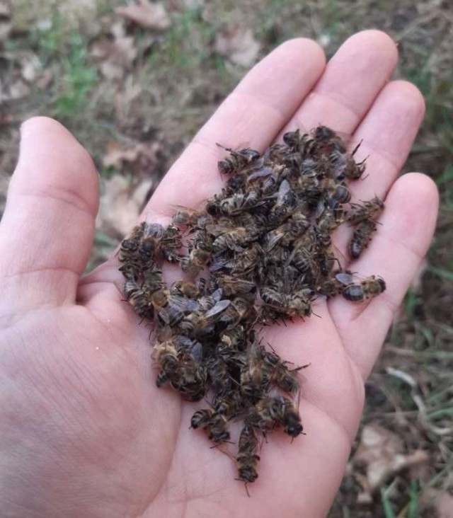 Pasieka w dolinie Śmieszki, którą Roman Sachaj prowadzi w Brzezinie, nieopodal Skarbimierza jednej nocy straciła kilkadziesiąt tysięcy pszczół. Otwierając ule ktoś skazał owady na pewną śmierć.