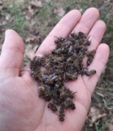 Pod Skarbimierzem zamarzło kilkadziesiąt tysięcy pszczół! Miały leczyć ludzi. W mroźną noc ktoś otworzył ule