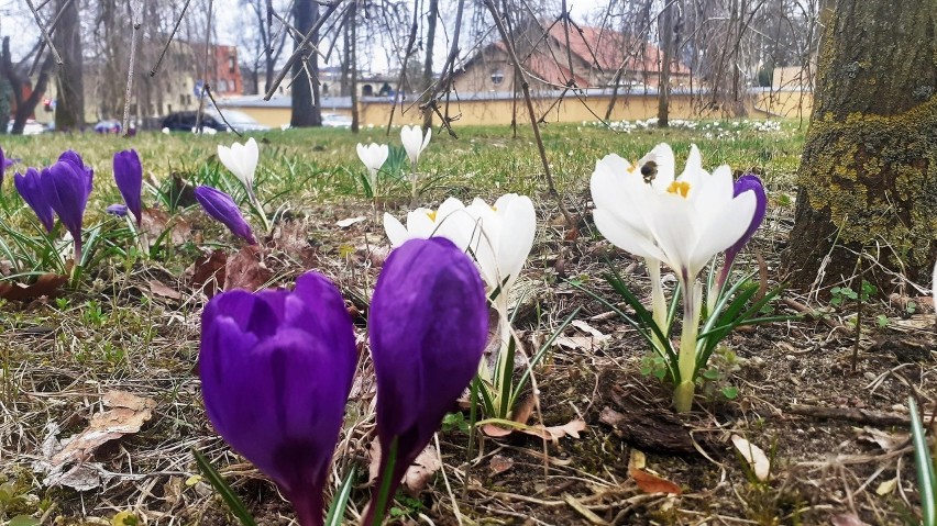 Śpieszcie się oglądać krokusy! Nie kwitną bowiem długo.