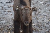 We wrocławskim zoo urodził się drugi w Polsce takin złoty 