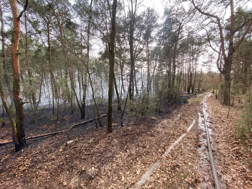 Duży pożar lasu w Józefowie w gminie Lisków. ZDJĘCIA