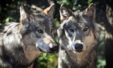 Pojawiły się wilki w Gminie Chodzież. Mieszkańcy Rataj i Pietronek powinni zachować wzmożoną czujność