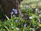 Wiosna zawitała do Szamotuł! Mieszkańcy powiatu szamotulskiego uwiecznili ją na fotografiach 