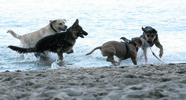 W Gdyni znajdują się dwie plaże dla psów: w Orłowie i Oksywiu