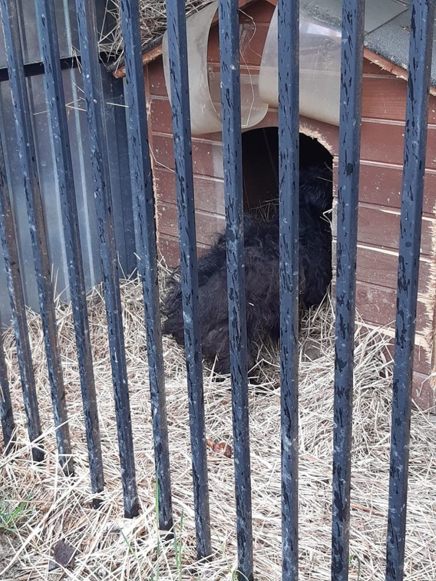 Szarwark. Gospodarz trzymał pieski w stodole bez jedzenia. Zwierzaki odebrali mu Animalsi w asyście policji