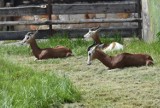 W podskokach na sztywnych nogach. W zamojskim ZOO pojawiły się nowe gazele mhor oraz dorkas