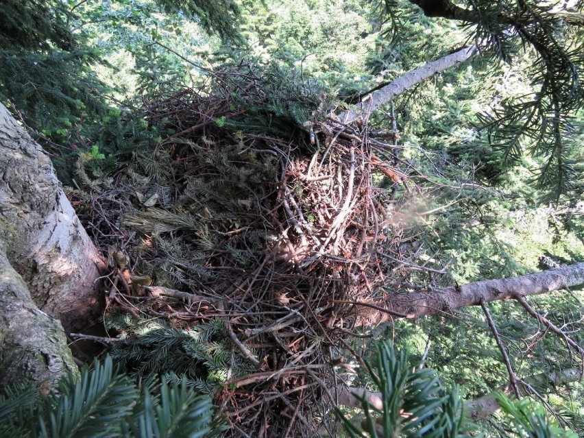 Wichury zniszczyły orle gniazdo w Bieszczadach. Zostało odbudowane [ZDJĘCIA]