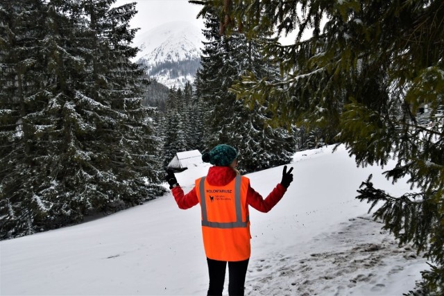 Wolontariusze są potrzebni m.in. do pilnowania krokusów w Tatrach