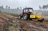 W Nadleśnictwie Kłodawa nowy las sadzi maszyna. Bo brakuje chętnych do pracy 