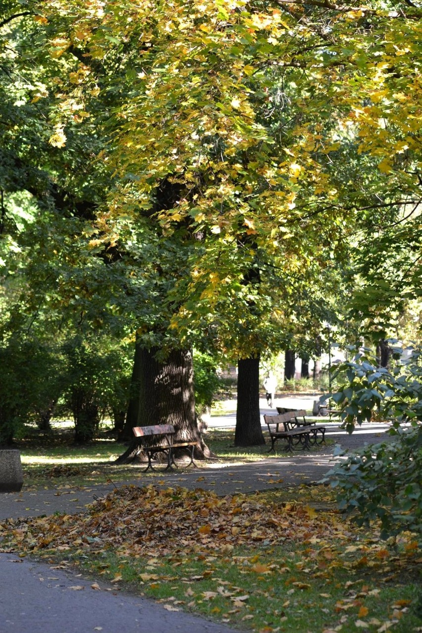 Idzie jesień przez park