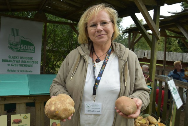 Udział w wykopkach i szatkowanie kapusty - m.in. takie atrakcje przygotował chorzowski skansen na "Dzień Kartofla". Każdy mógł spróbować swoich sił m.in. w kiszeniu kapusty. Na gości czekało też pyszne jedzenie. Byłeś na "Dniu Kartofla"? Zobacz czy jesteś na zdjęciach!