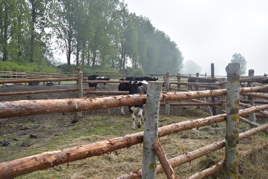 Krowy z Ciecierzyc przebywają w sąsiedztwie Warty, na...