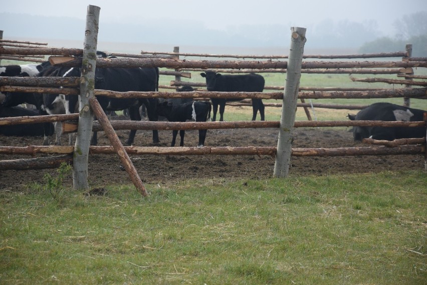 Krowy z Ciecierzyc przebywają w sąsiedztwie Warty, na...