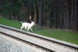 Daniel na Półwyspie Helskim. Biały jeleń spaceruje koło Jastarni [ZDJĘCIA]