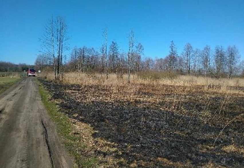 Pożar nieużytków w Borui Nowej