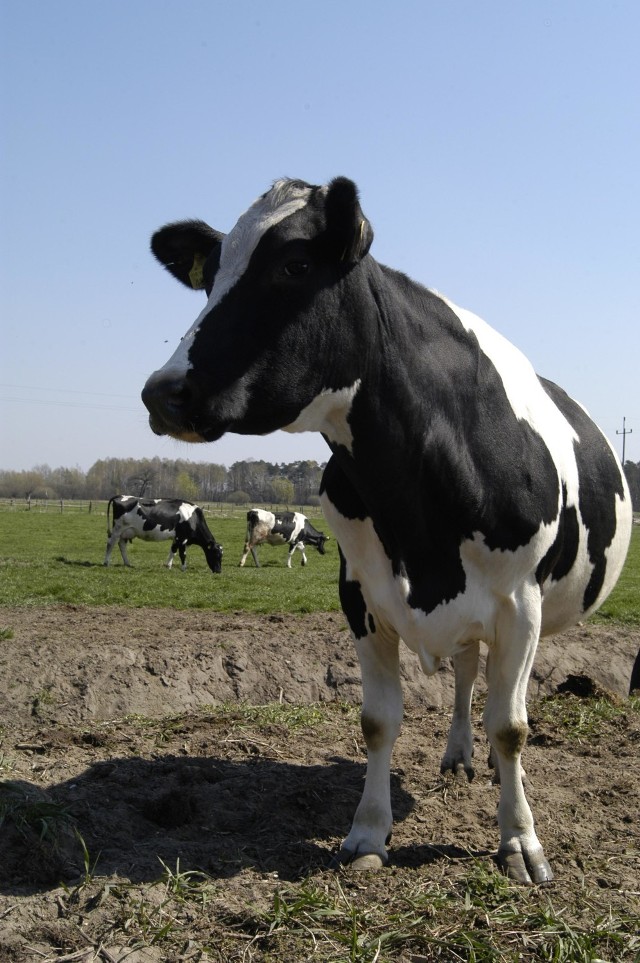 Dojarz - udój krów - Minimalne wynagrodzenie brutto: 3000.00 zł. Do obowiązków będzie należało, jak nazwa stanowiska wskazuje... dojenie krów. I kontakt telefoniczny 609 072 753 osoba do kontaktu P. Alicja Pomałecka.

Źródło/więcej ofert znajdziesz TUTAJ