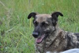 Adopcja psów w Zabrzu. Czworonogi ze schroniska Psitulmnie czekają na nowy dom