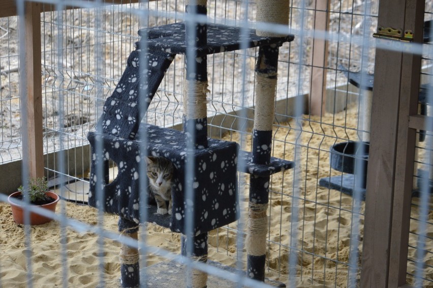 Schronisko dla zwierząt w Skierniewicach. Te cudowne koty czekają na swój dom
