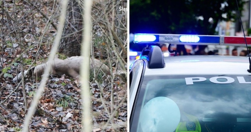 40-letni kłusownik, wpadł w ręce policjantów, po tym jak uśmiercił dwie sarny. Mężczyzna nielegalnie polował na dzikie zwierzęta 