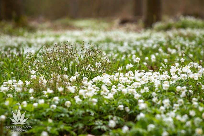 Pomysł na majówkę w Łódzkiem: Arboretum w Rogowie. Kwitną już magnolie [ZDJĘCIA, GODZINY OTWARCIA, CENNIK]