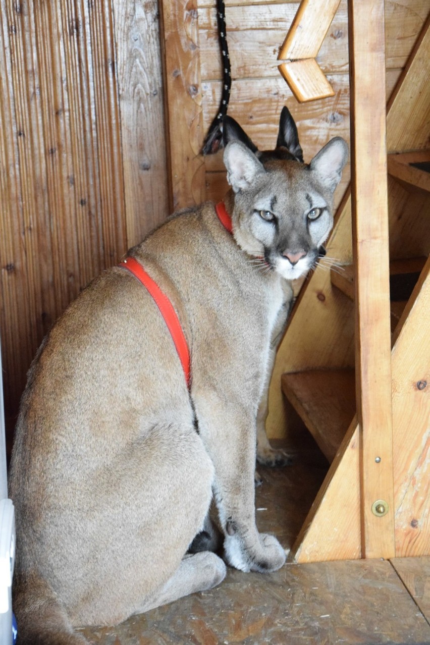 Puma Nubia od kilku lat mieszkała w gospodarstwie na Jurze....