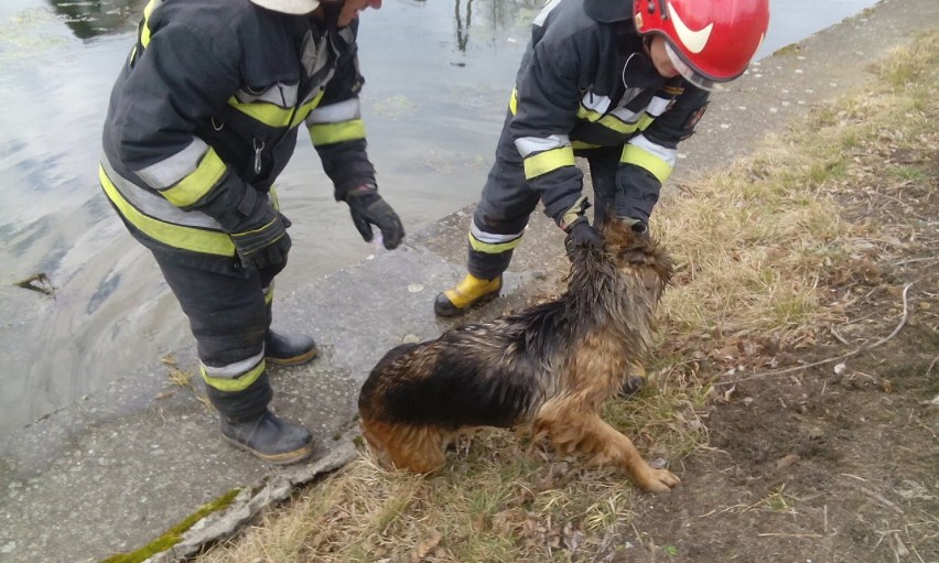 W podwieluńskiej Dąbrowie strażacy wyciągneli psa ze stawu [FOTO]