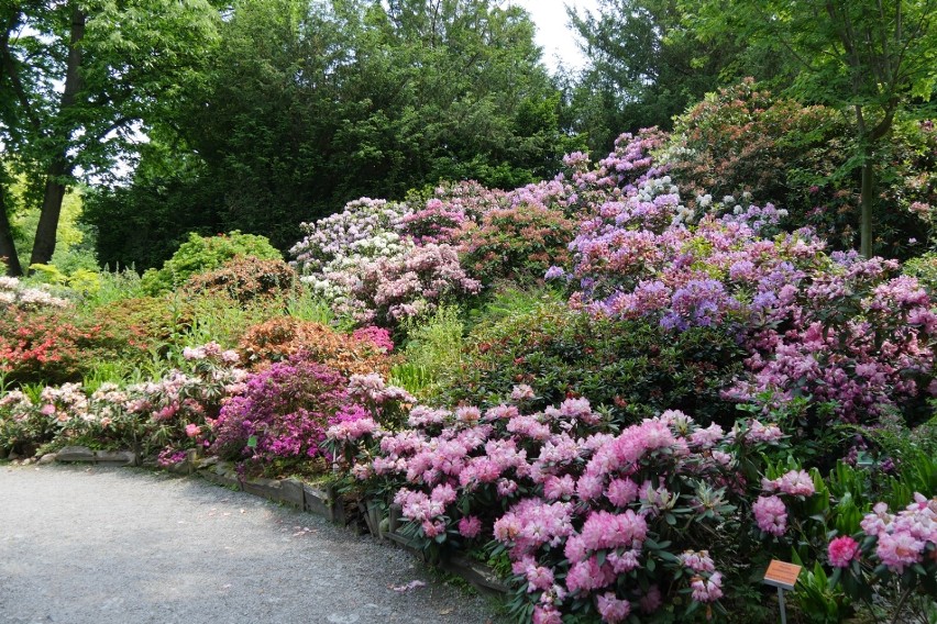 Arboretum w Wojsławicach czynne od kwietnia do października