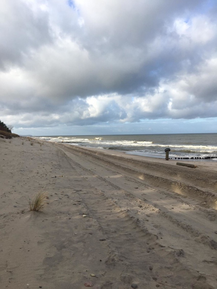 Foka na bałtyckiej plaży - Chałupy, Kuźnica (luty 2020)