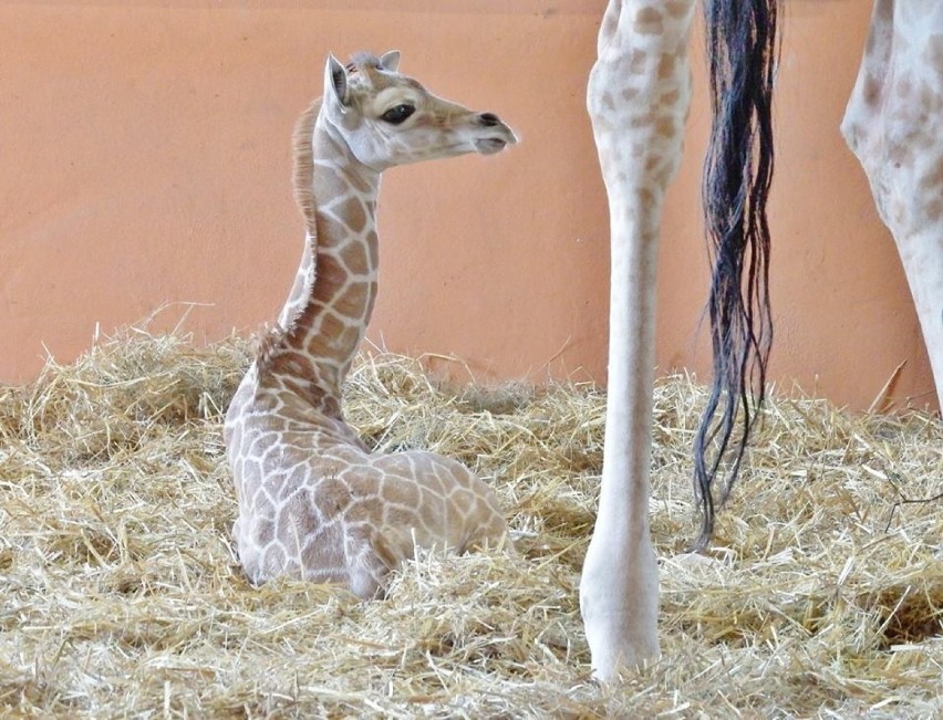 W chorzowskim zoo na świat przyszła żyrafa. To samica,...
