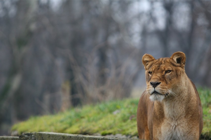 Bilety do zoo za złotówkę w ramach 4. Tygodnia Misji Ogrodów...