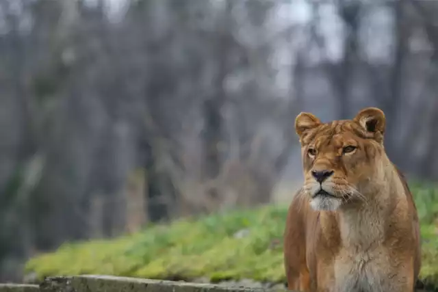 Bilety do zoo za złotówkę w ramach 4. Tygodnia Misji Ogrodów Zoologicznych i Akwariów