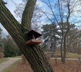 Karmniki dla ptaków pojawiły się w gnieźnieńskich parkach. Czym dokarmiać?