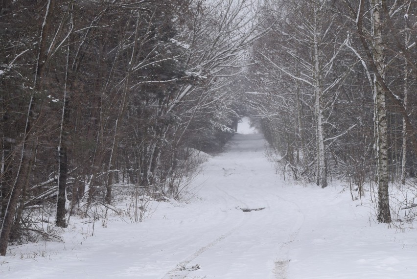 Sieradz śniegiem zasypany, a białego puchu przybywa