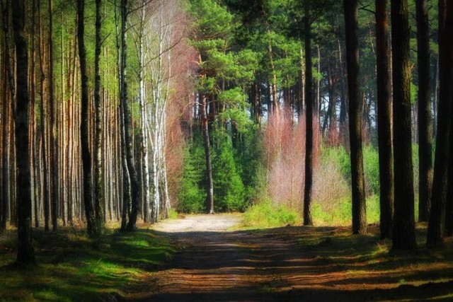 Majówka w Tarasce 2016, jedną z propozycji są leśne podchody