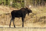 Kampinoski Park Narodowy ostrzega spacerowiczów. Na te zwierzęta należy szczególnie uważać