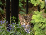 Rośliny trujące dla kotów. Masz w domu kota? Pamiętaj, że niektóre popularne i piękne rośliny mogą mu zaszkodzić
