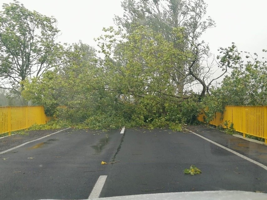 Drzewa blokujące drogi są usuwane w pierwszej kolejnoości