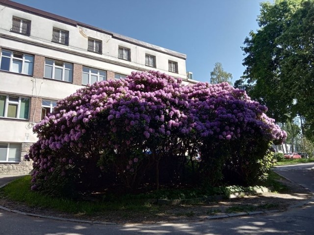 Rododendrony przy bytowskim szpitalu.