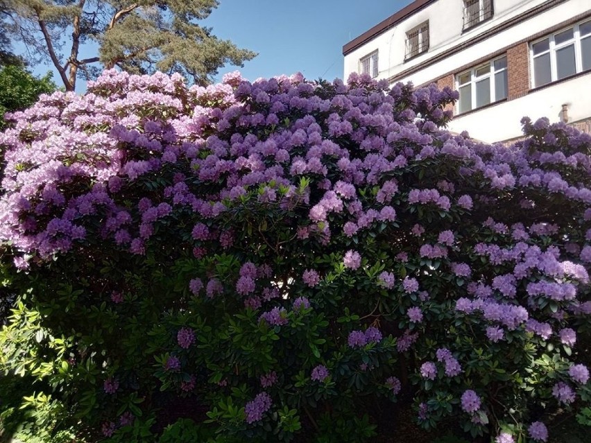 Olbrzymie rododendrony przy bytowskim szpitalu. Wiemy, kto je posadził [ZDJĘCIA]
