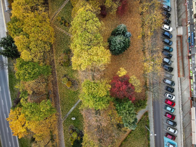 Leszno pomalowanie kolorami jesieni. Zobaczcie zdjęcia złotego, listopadowego Leszna. Park Jonstona na wysokości Westerplatte.