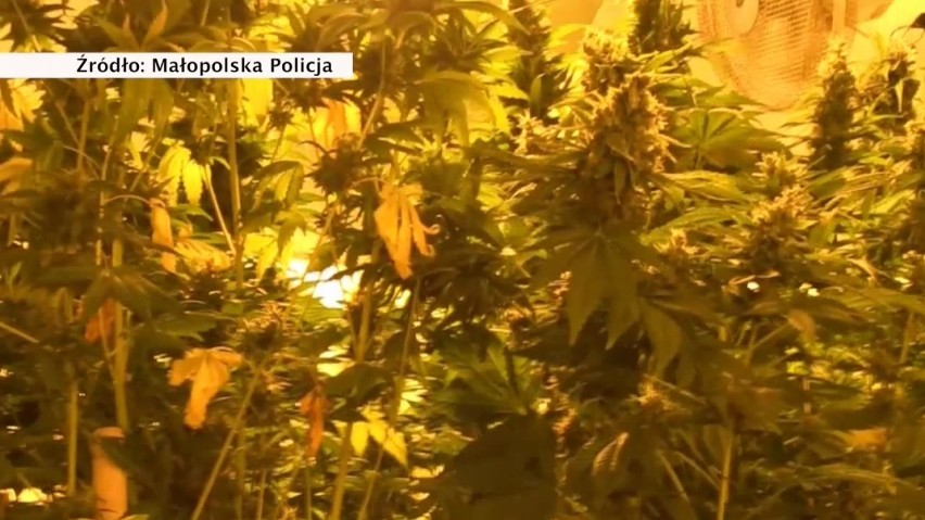 Policja zlikwidowała mobilną fabrykę marihuany w naczepie tira. Zatrzymano trzech mężczyzn
