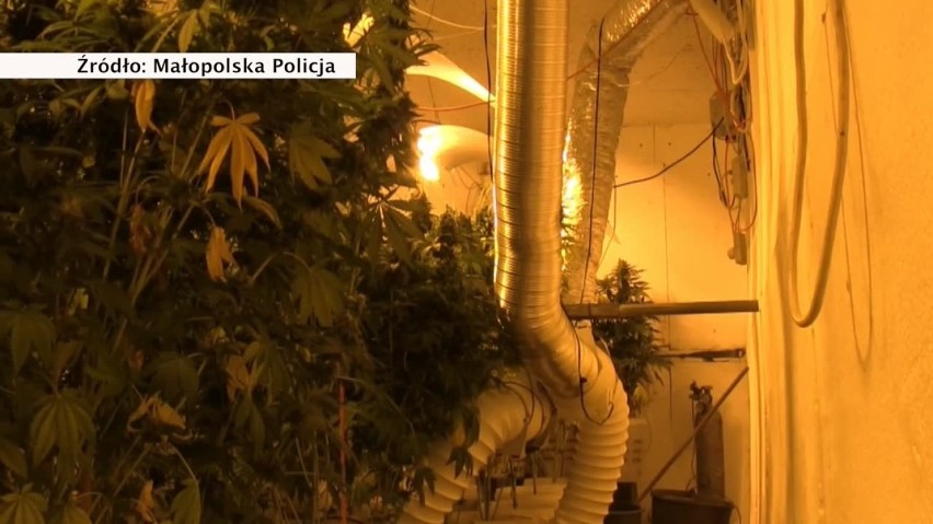 Policja zlikwidowała mobilną fabrykę marihuany w naczepie tira. Zatrzymano trzech mężczyzn