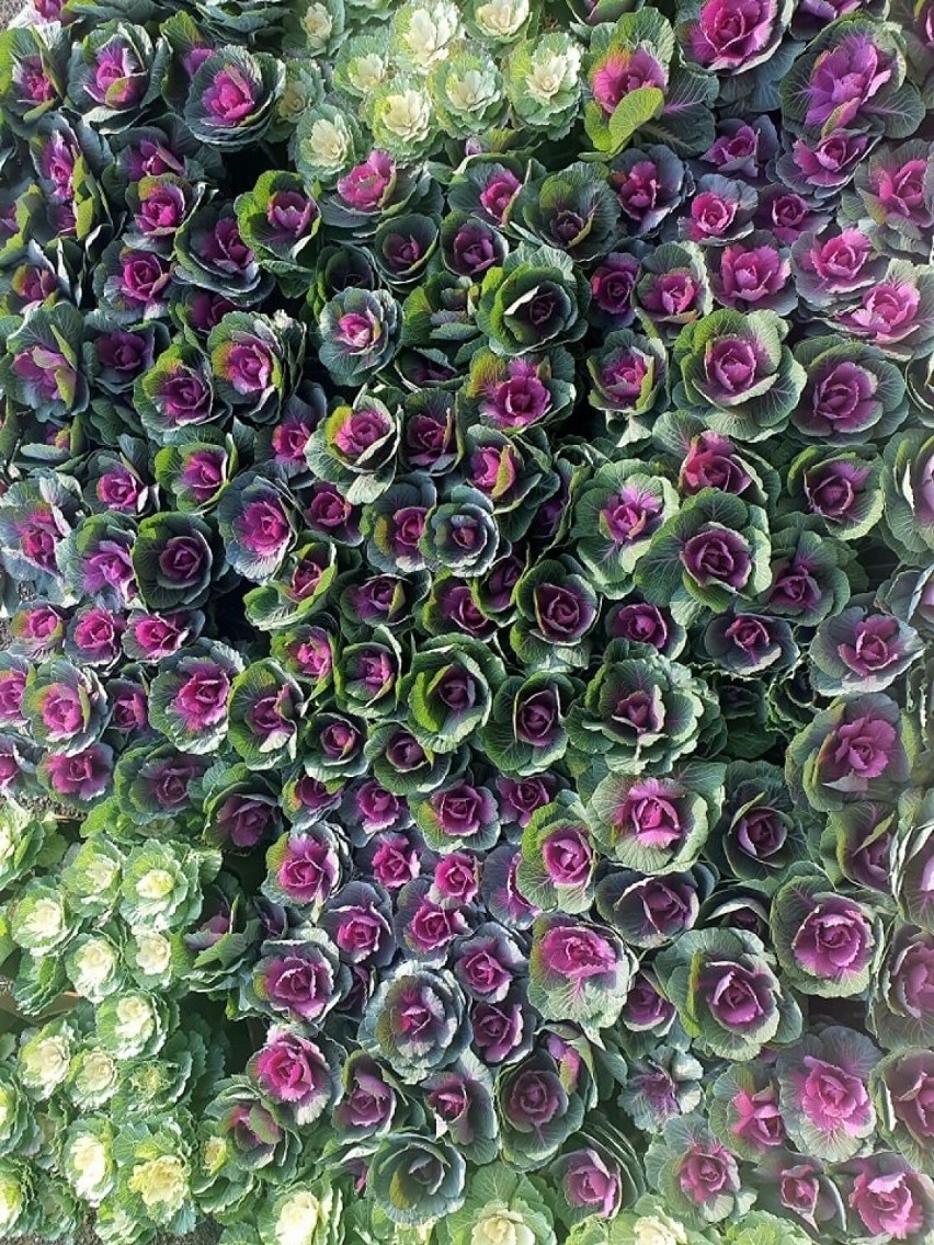 ZGK kupił blisko półtora tysiąca tych kwiatów