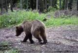 Limanowa. W Gorcach znaleziono niedźwiedzią gawrę. Zwierzę pozostawiło po sobie wiele śladów [ZDJĘCIA]