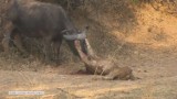 Walka o przetrwanie jest bezlitosna. Turyści zarejestrowali walkę lwa z bawołem (wideo)