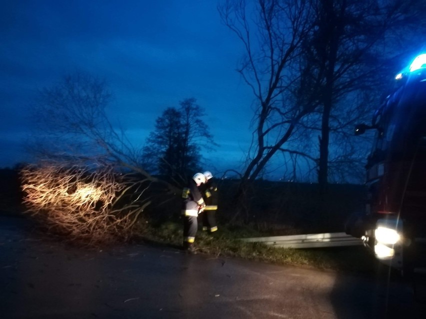 Drzewo przewróciło się na jezdnię. Interweniowali strażacy z Gołańczy [ZDJĘCIA]