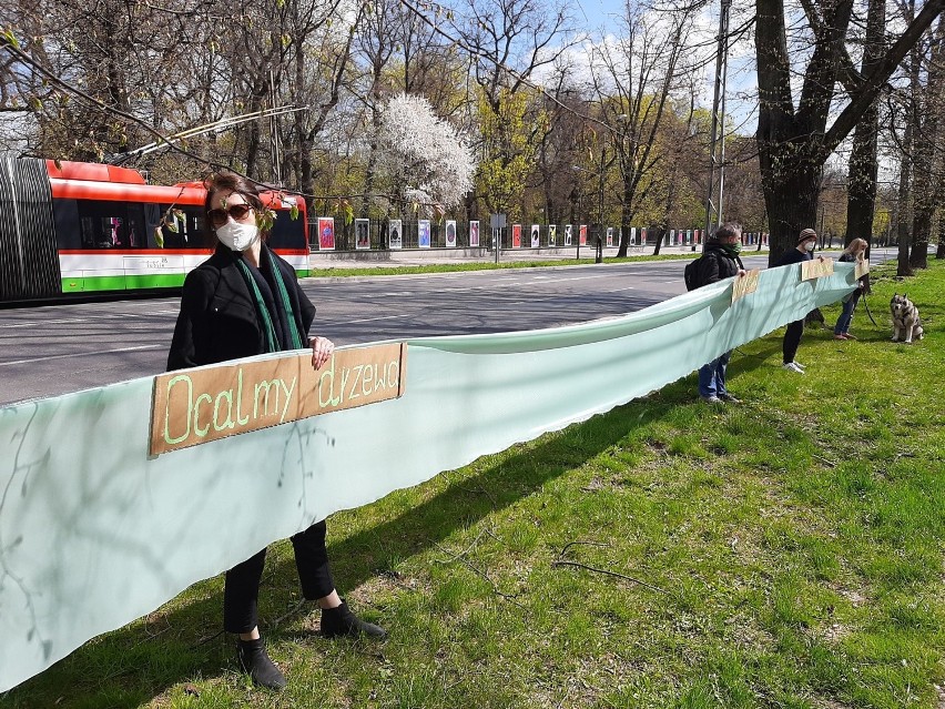 Przebudowa z protestem. Ekolodzy mówią „nie” usuwaniu drzew rosnących przy Racławickich, Poniatowskiego, Lipowej