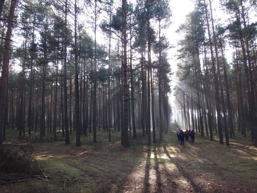 Styczniowa aura w lubuskim lesie (zdjęcia)